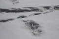 Indian Army spots Yeti's footprints in the Himalayas
