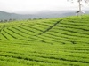 Project afoot to make tea estates climate-smart