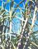 Indian government to amend rules on sugarcane pricing