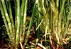 Maharashtra may stop sugarcane growing this year