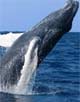 Global outcry as cops board anti-whaling ship
