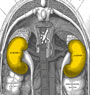 Novel treatment strategy saves kidneys with large cancerous tumors