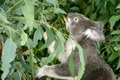 Ancient virus defends koalas against new viral attack