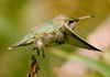 Hummingbirds v/s helicopters: the birds have better flight dynamics