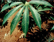 An infected cassava leaf