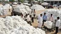 India approves support for cotton procurement under MSP, clears CCI dues