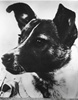 World remembers USSR’s Laika, first dog in outer space