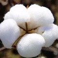 Supreme Court holds Monsanto’s patent on GM cotton seeds valid in India