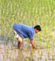Government may resort to direct rice imports