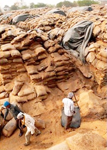 India losing 30% grain output due to poor storage: study