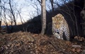 Study finds only 84 highly endangered Amur leopards left in the world