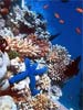 Great Barrier Reef's existence threatend by climate change, fishing: Study