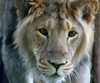 Madhya Pradesh must get some of Gujarat’s lions: SC