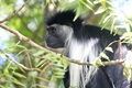 New research could reduce primate electrocutions and help conservation strategies