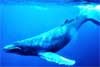 Australian scientists use satellites to boost whale conservation efforts