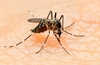 WHO declares global emergency as Zika virus spreads