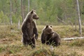 Scientists use bear saliva to rapidly test for antibiotics