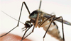 Nobel laureate creates compound that halts growth of malaria parasite