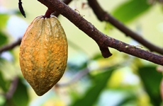 Cocoa compound linked to some cardiovascular biomarker improvements