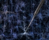 Robots that reveal the inner workings of brain cells