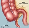 Appendix may play a key role in immune system: Researchers