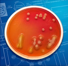 Researchers translate the chemical language of microbes