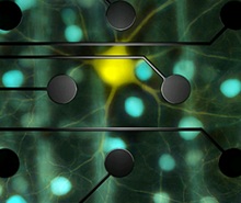 A unique neural recording system developed by an international team of high energy physicists, which is able to record simultaneously the tiny electrical signals generated by hundreds of the retinal output neurons, is one of the essential elements of the study. Recording electrodes are shown in the foreground and retinal ganglion cells in the background.