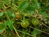 International research consortium sequences tomato genome