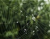 Researchers link patterns seen in spider silk, melodies