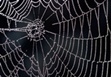 How spider webs achieve their strength