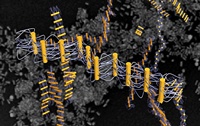 Dna Ribbon Line DNA-guided asembly yields novel ribbon-like nanostructures | Domain-b.com